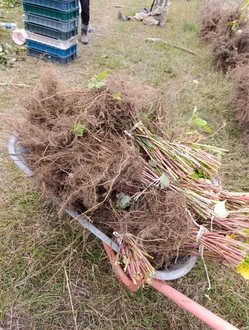 Саджанці малини ремонтантної високоврожайної Луцьк - зображення 5