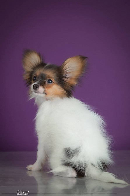 Мінічка в якості домашньої улюбленці Київ - зображення 2