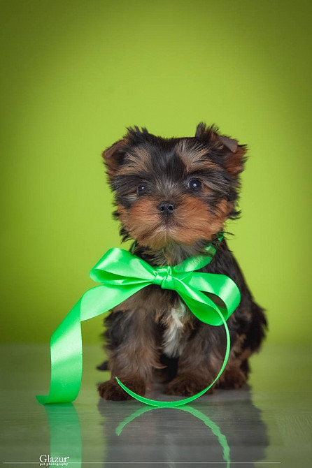 Найкрасивіша дівчинка йоркширського тер'єра Київ - зображення 6