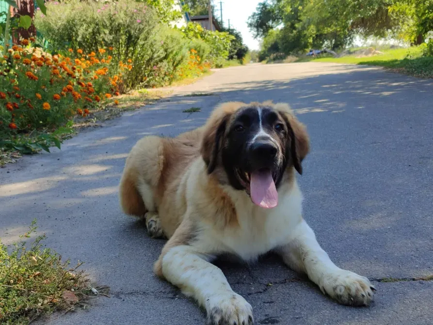 Московська сторожова Буча - зображення 3