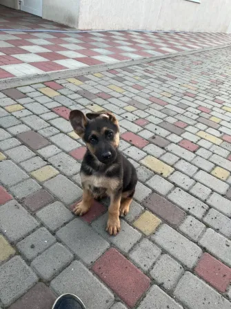 Продам цуценят Німецької вівчарки Полтава - зображення 5