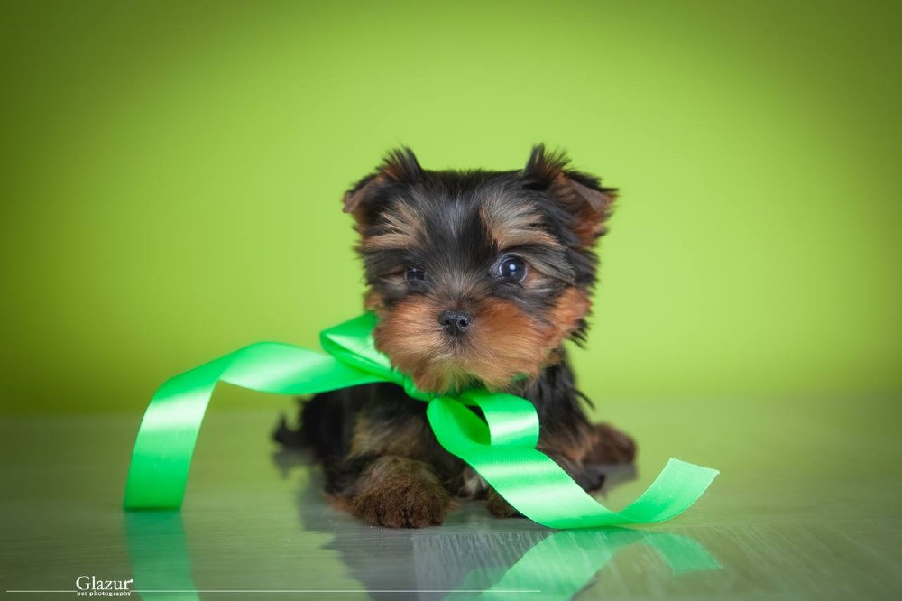 Найкрасивіша дівчинка йоркширського тер'єра Київ - зображення 5