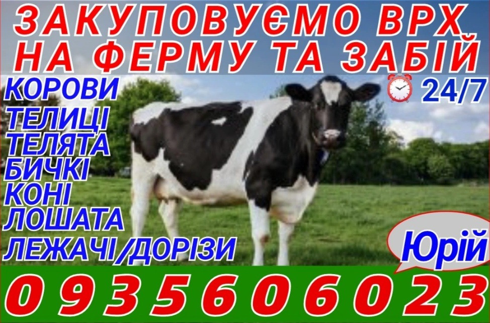 Закуповуємо врх на триманння та забій Київська область та сусідні обл Київ - зображення 1