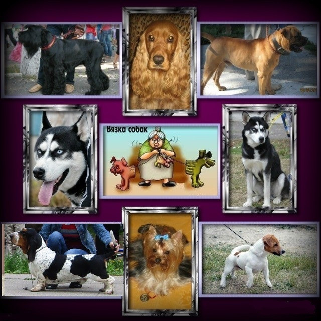 Приглашаем в клуб собаководства Суми - зображення 4