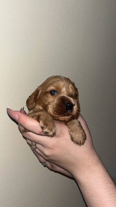 Цуценята Англійський Кокер Спаніель Чернівці - зображення 3