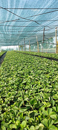 Саджанці суниці садової сорту "Клері Умань - изображение 3