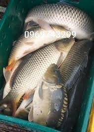 Зарибок коропа, карася, товстолоба, білого амура, судака, окуня, щуки Біла Церква - зображення 8