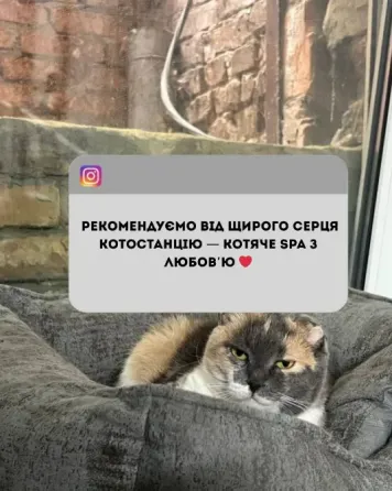 Котоготель у центрі Києва–турбота, комфорт і любов для вашого котика Київ