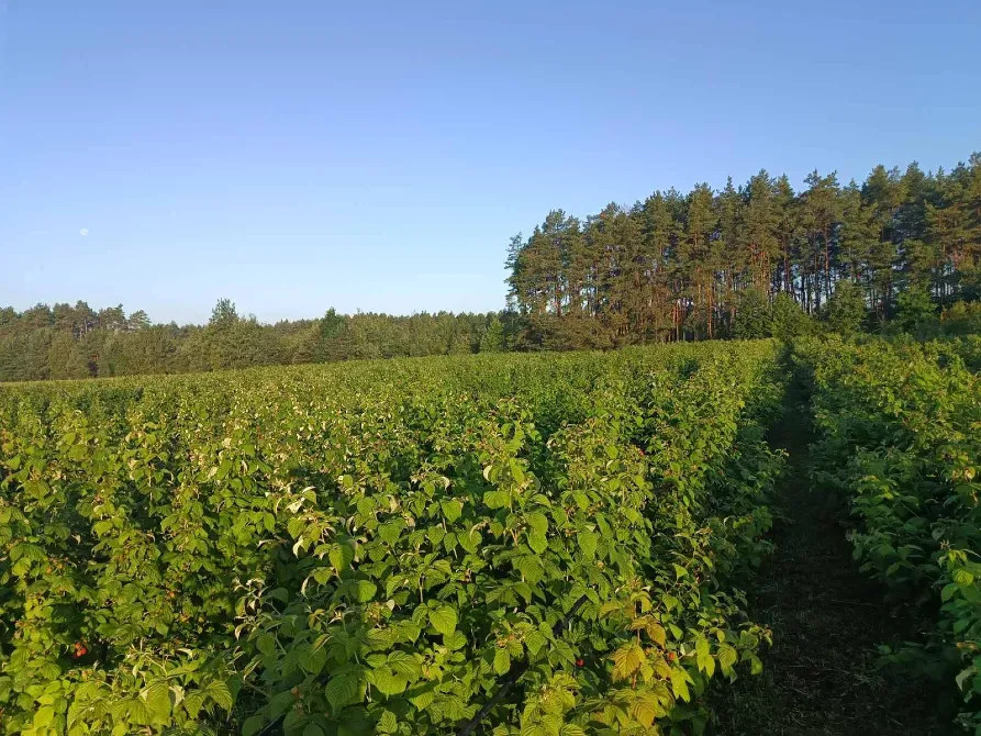 Продаются саженцы малины сорта Полана Рівне - зображення 7