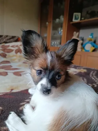 Дівчинка Папійон/папильон (Papillon) /континентальний той-спанієль Дніпро