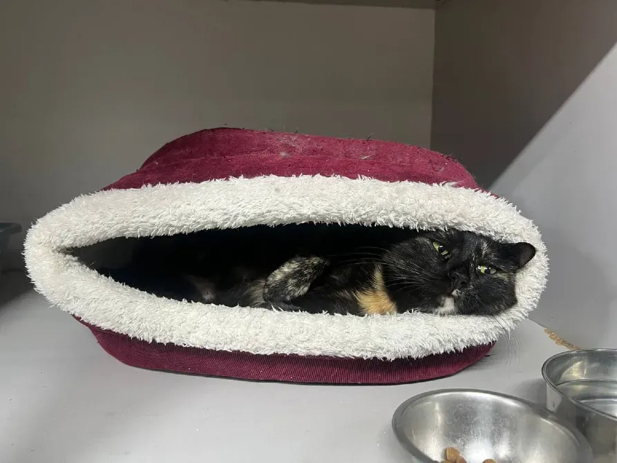 Котоготель у центрі Києва–турбота, комфорт і любов для вашого котика Киев - изображение 8