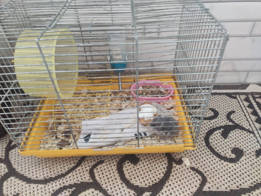 Віддам хом'яка зі всім необхідним Львів - зображення 4