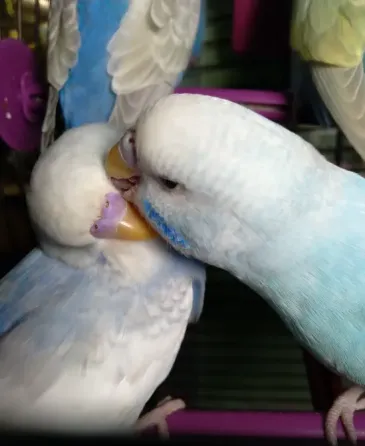 Волнистые попугаи. Птенчики. Розница и Опт Харків