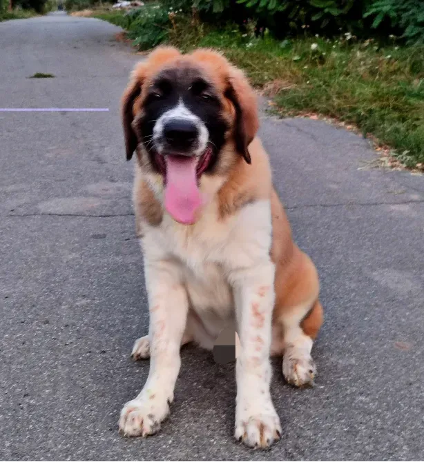 Московська сторожова Буча - зображення 7