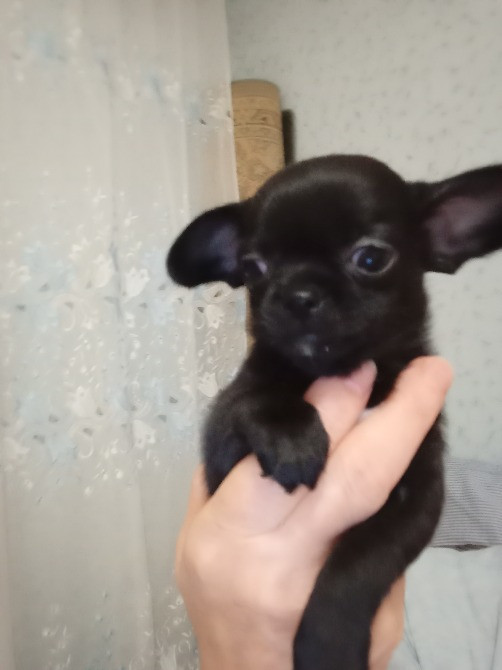 Продажа щенков породы чихуахуа, два мальчика и девочка Подільськ - зображення 3