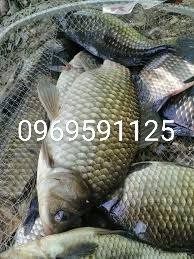 Зарибок коропа, карася, товстолоба, судака, білого амура, щуки, окуня Біла Церква - зображення 3