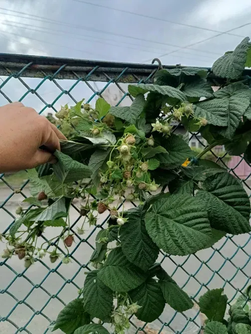 Саджанці малини ремонтантної високоврожайної Луцьк - зображення 6