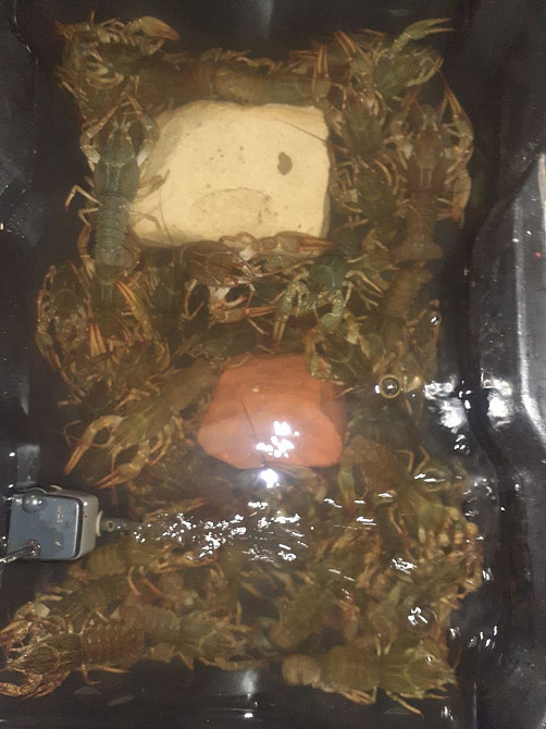 Продам раков Харків - зображення 4
