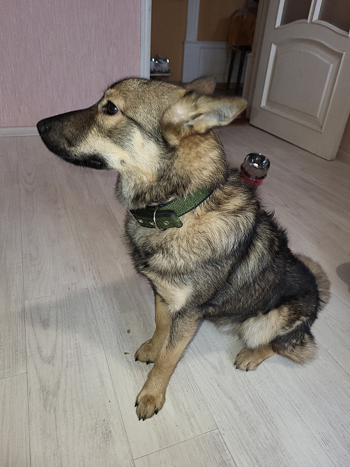 Лайка Харків - зображення 1