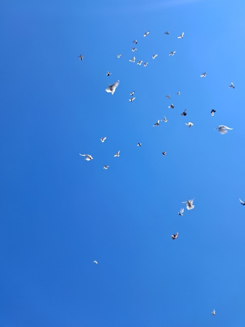 Продам голубів бойних порід Ромны - изображение 5