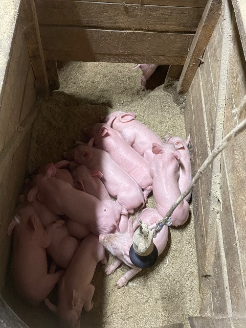 Продаються поросята: Петрен, дюрок, максимус Коростишів - зображення 4