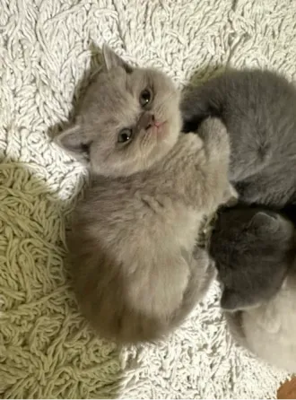 Шотландські чистокровні кошенята Червоноград