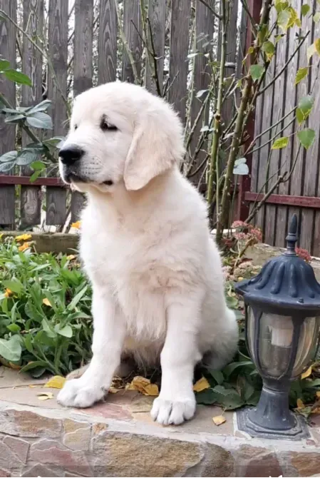 Цуценята золотистого ретрівера Ot Bahur Київ - зображення 4