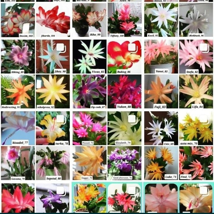 Шлюмбергеры рипсалидопсисы рождественики Кривий Ріг - зображення 4