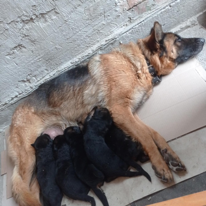 німецька вівчарка Львів - зображення 1