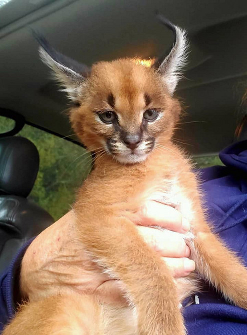 Зареєстровані кошенята Сервал і Саванна, Каракал Київ - зображення 3