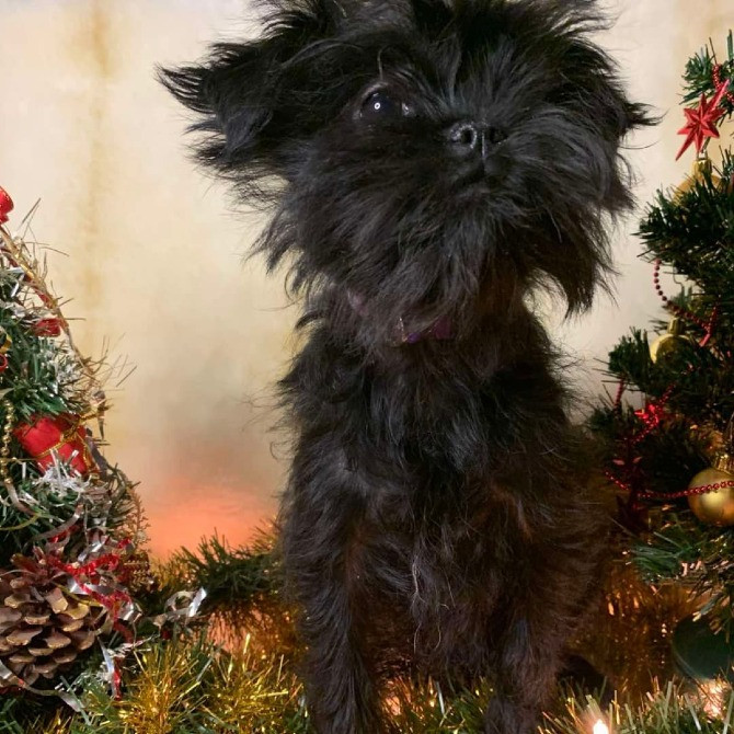 Щенки аффенпинчера очень редкой породы Дніпро - зображення 5