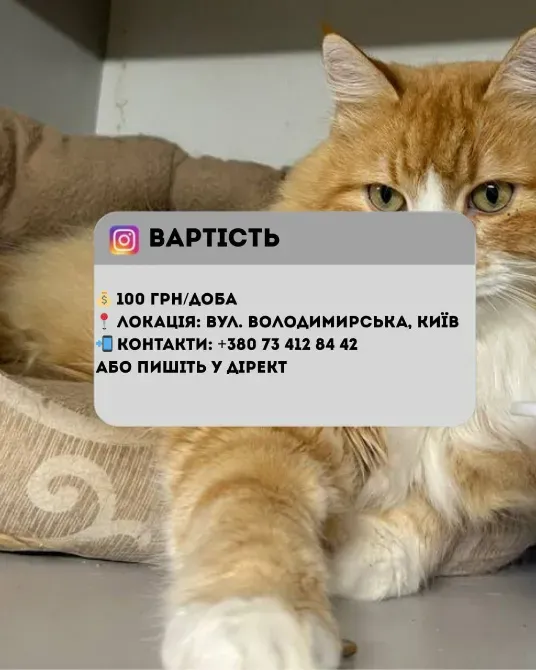 Котоготель у центрі Києва–турбота, комфорт і любов для вашого котика Киев - изображение 5