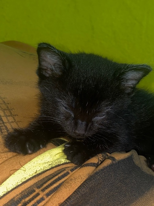 Віддам у добрі руки чарівних котиків Кропивницкий - изображение 1