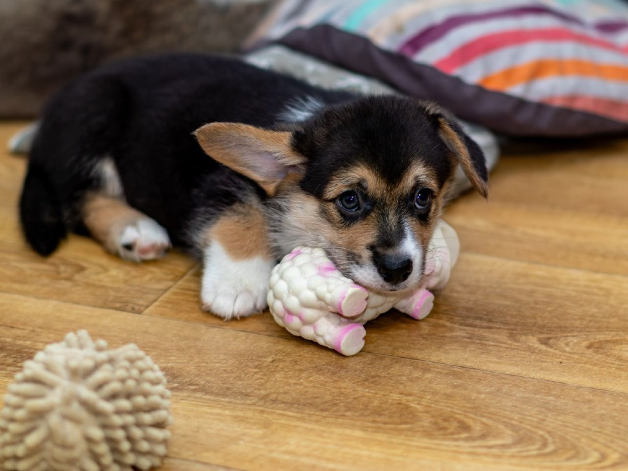 Щенки Вельш Корги Пемброк Київ - зображення 5