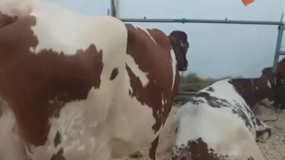 Продаються Корови чистокровні молочної породи Айшир Кременчук - зображення 1