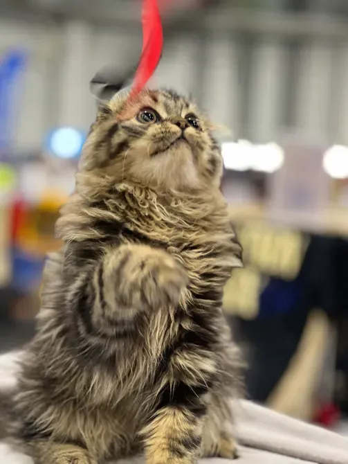 Мармурові довгошерсті шотландські фолдики Київ - зображення 2