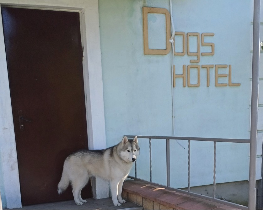 Гостиница Пес для собак - перетримка тварин у Київі, дім для собак Киев - изображение 5