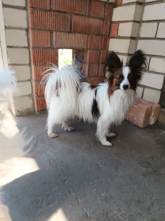 Цуценя Папійон/папильон (Papillon) /континентальний той-спанієль Днепр