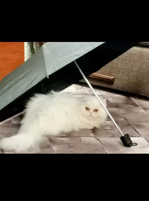 Продається Персидська кішка білого кольору Киев - изображение 2