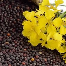 Куплю Ріпак (Рапс Київ - зображення 1
