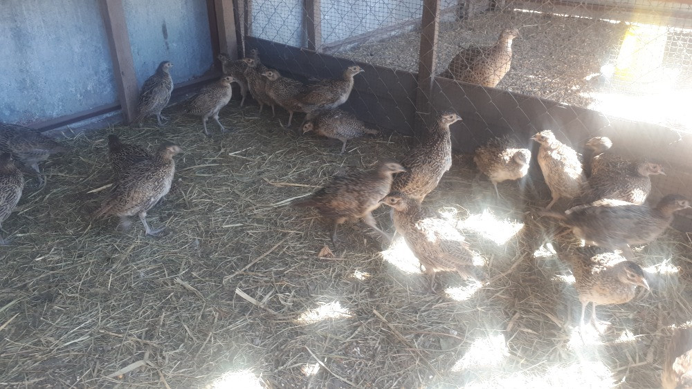 Фазан мисливський. Молодняк, дорослі Рівне - зображення 2