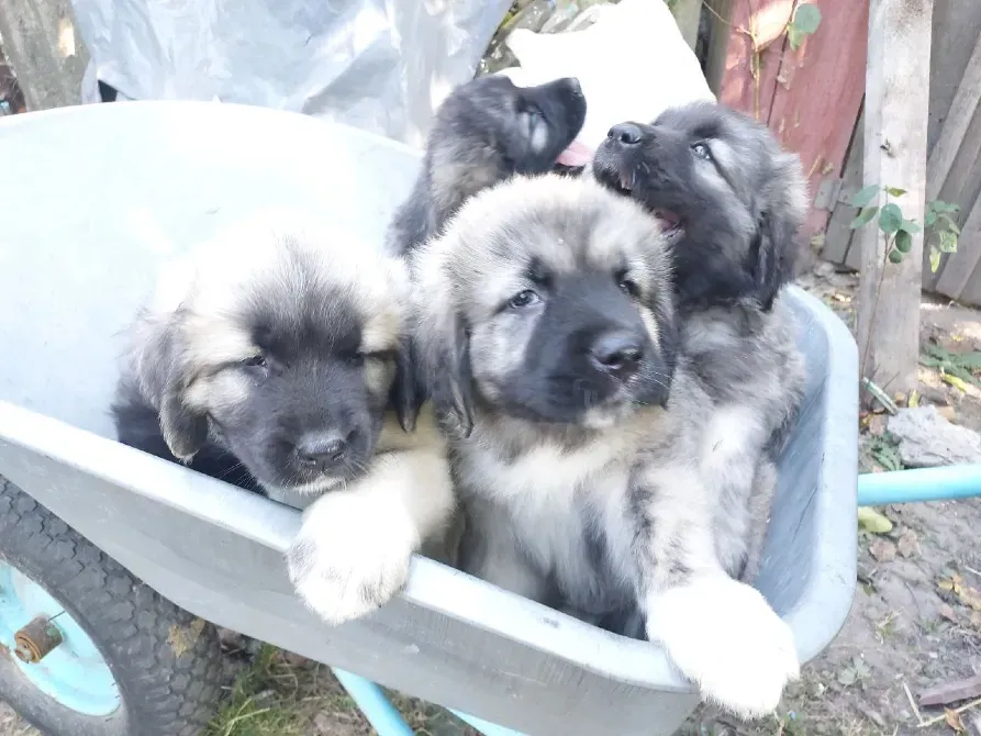 Цуценята кавказької вівчарки Чернигов - изображение 6