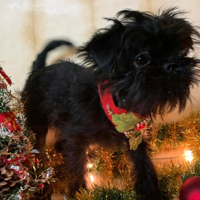 Щенки аффенпинчера очень редкой породы Дніпро - зображення 7