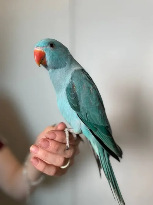 Намистовий папуга, ожереловий папуга крамера Київ - зображення 3