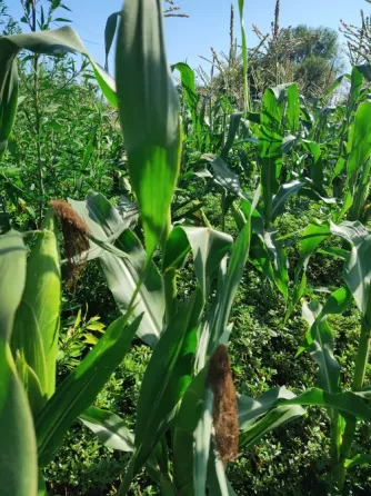 Кукурудза солодка, біла Glacial F1 (Syngenta Белая Церковь