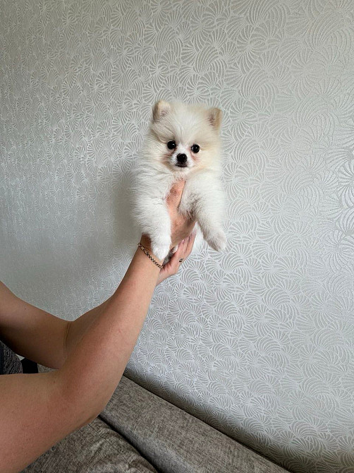 Продаж помаранський шпиц Кременчук - зображення 4
