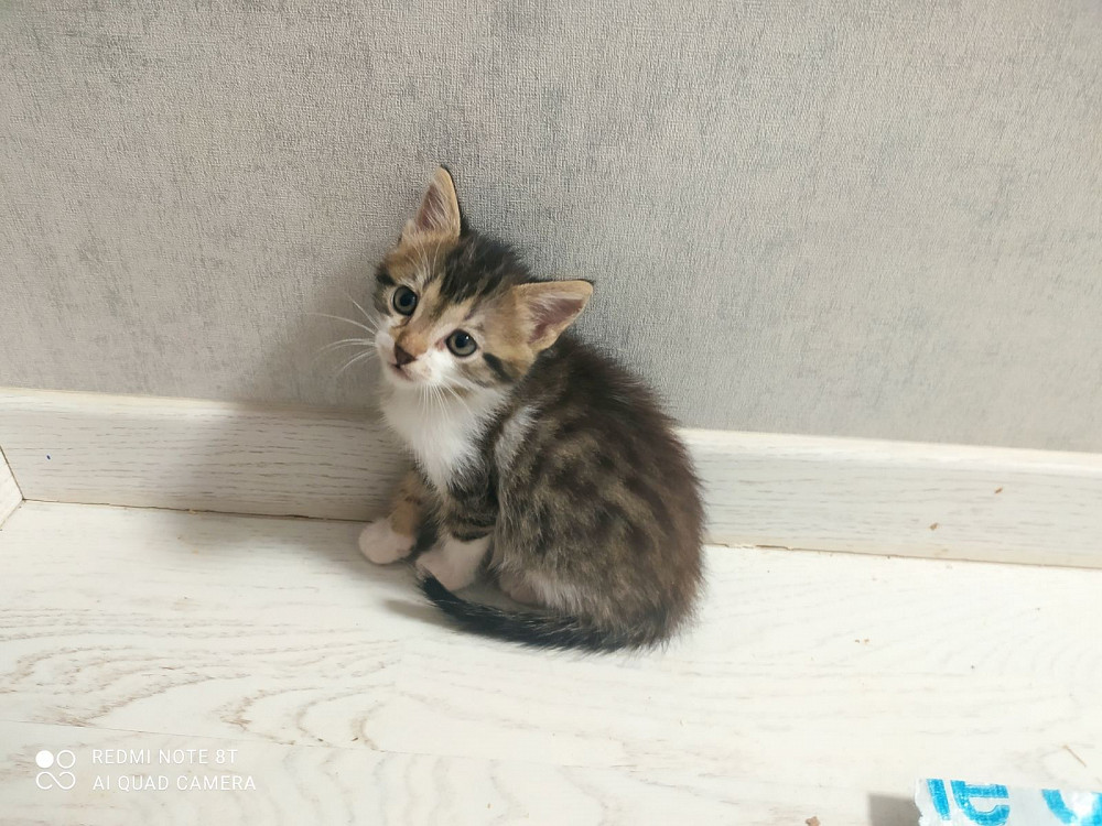 Отдам котят в хорошие руки Запоріжжя - зображення 4