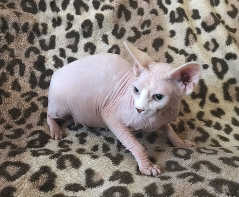 Кошечка Канадский сфинкс ищет дом Суми - зображення 4