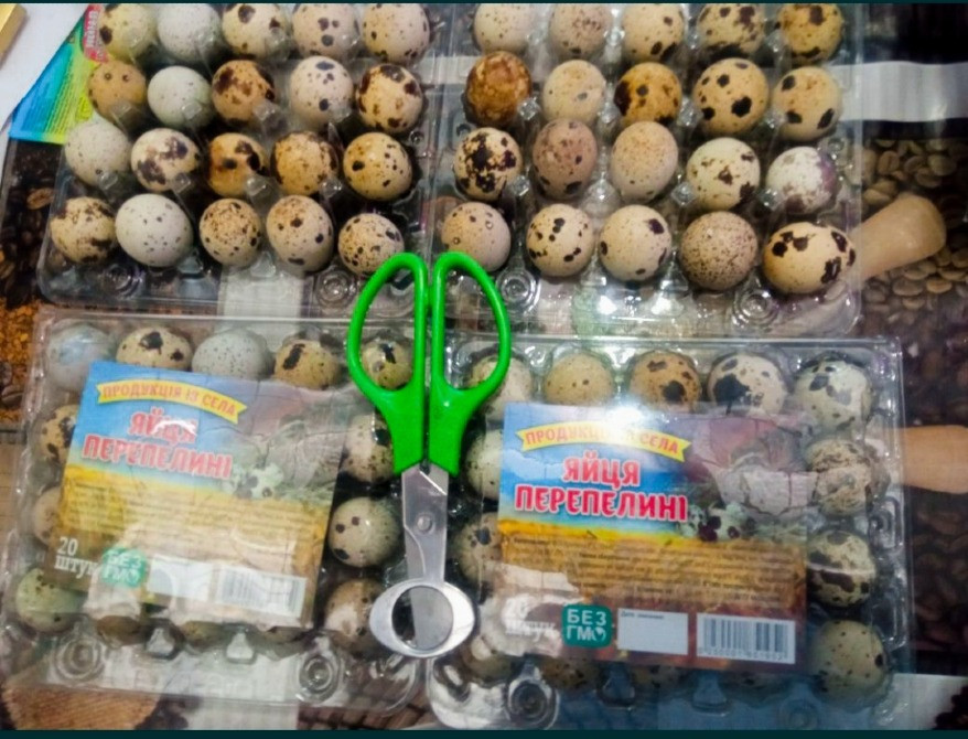 Продам яйца перепелиные оптом Запорожье - изображение 2