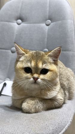Милый котик ищет заботливую семью Киев